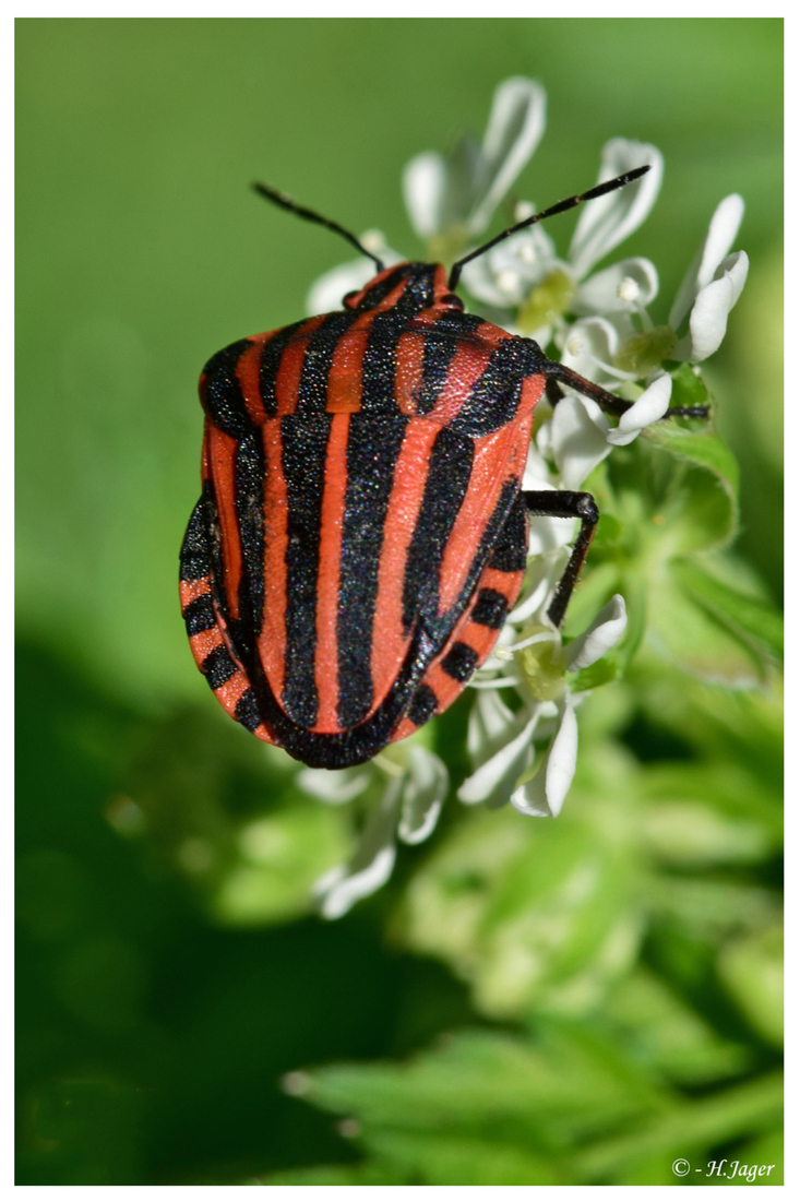 DSC_2033