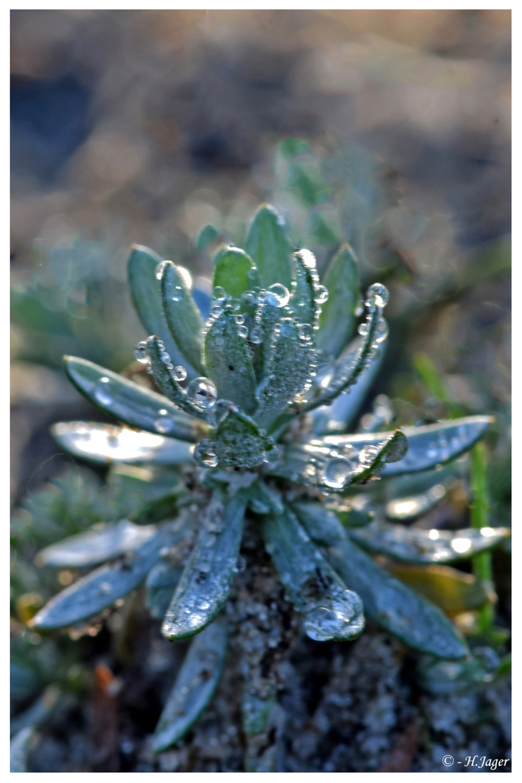 DSC_8308