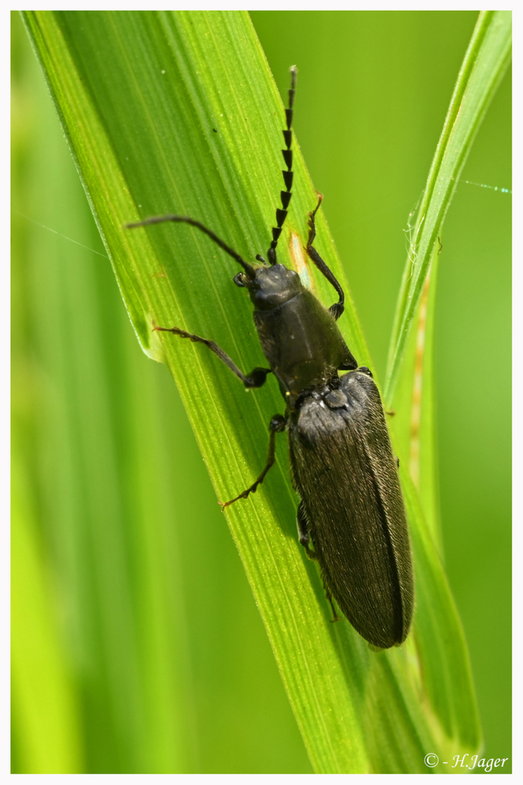 ZFC_0458