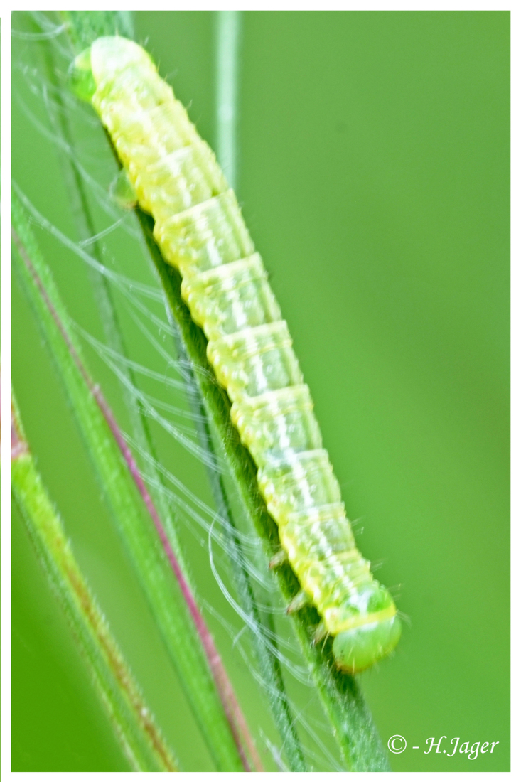 ZFC_0983