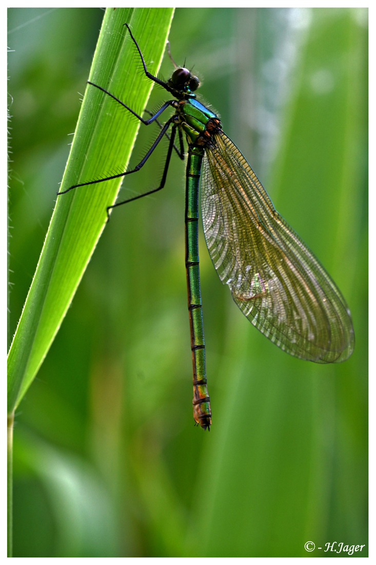 ZFC_1627