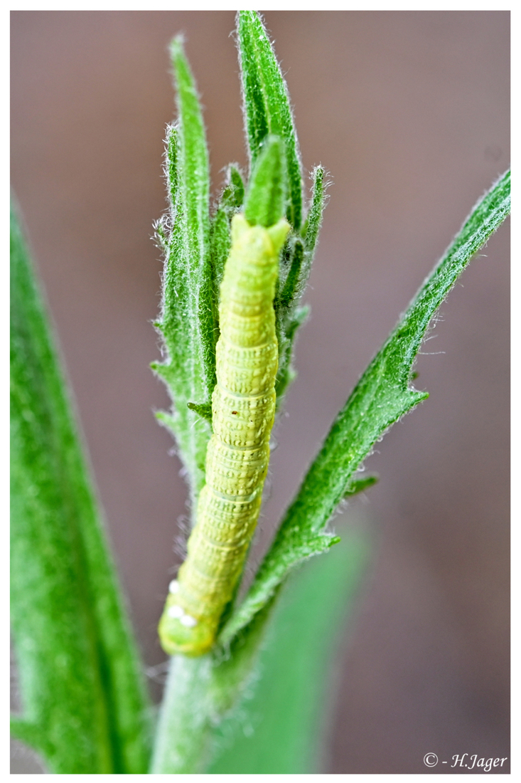 ZFC_1648