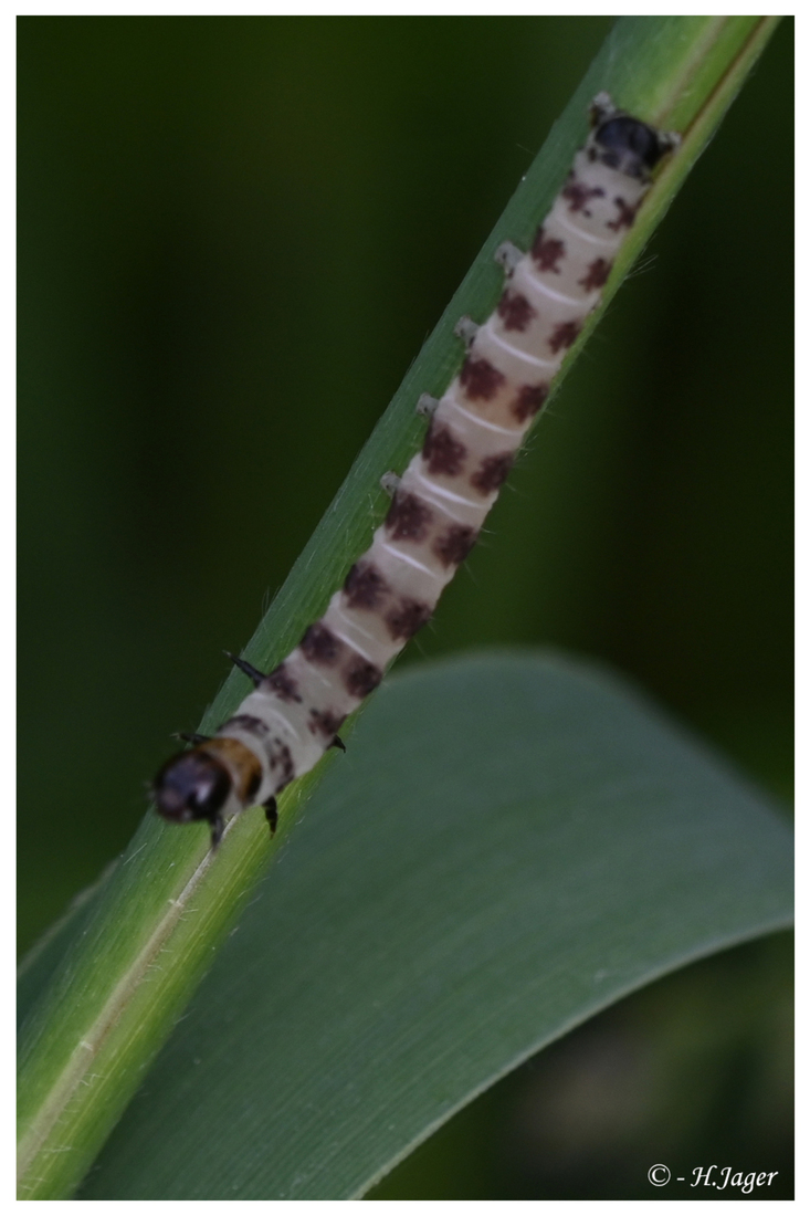 ZFC_1679