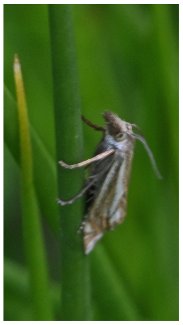 ZFC_2141