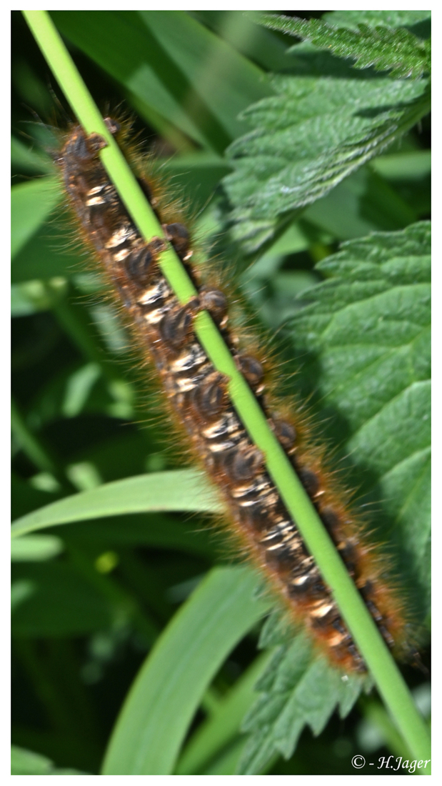 ZFC_2469