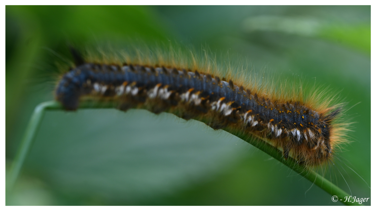 ZFC_2631