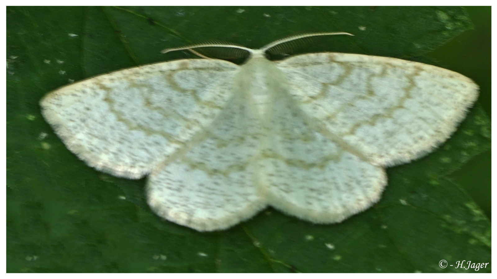 ZFC_2705