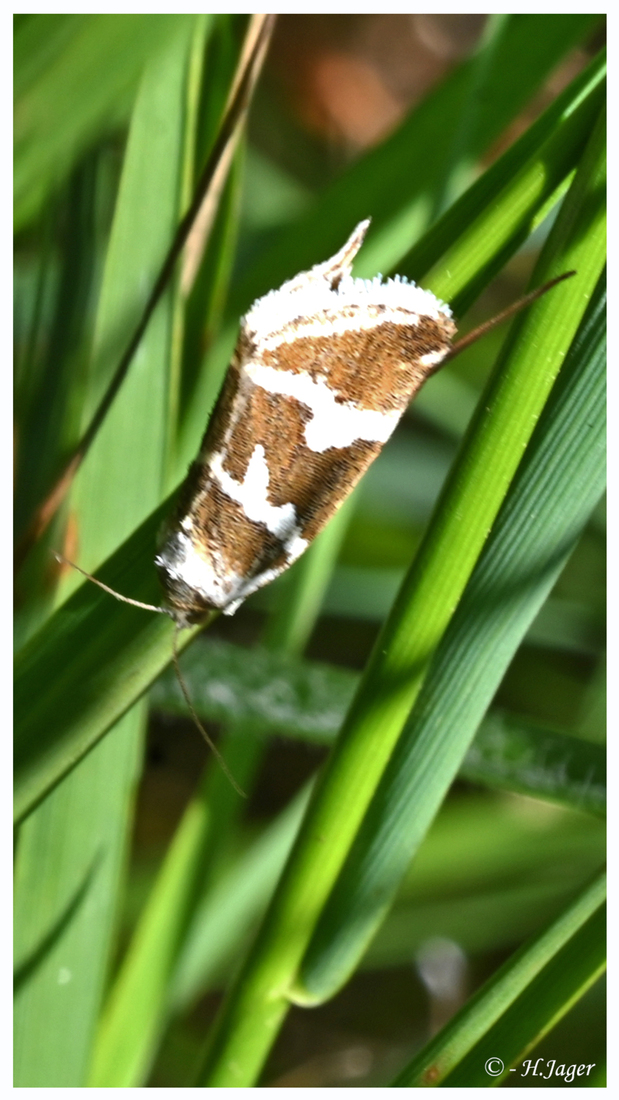 ZFC_2791