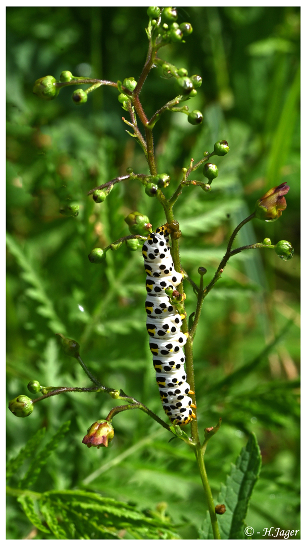 ZFC_3062