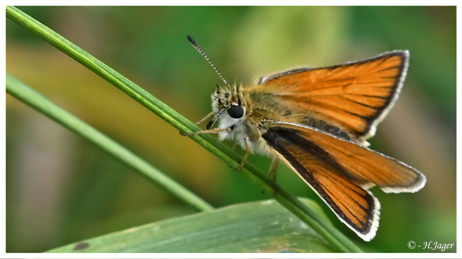 ZFC_4475