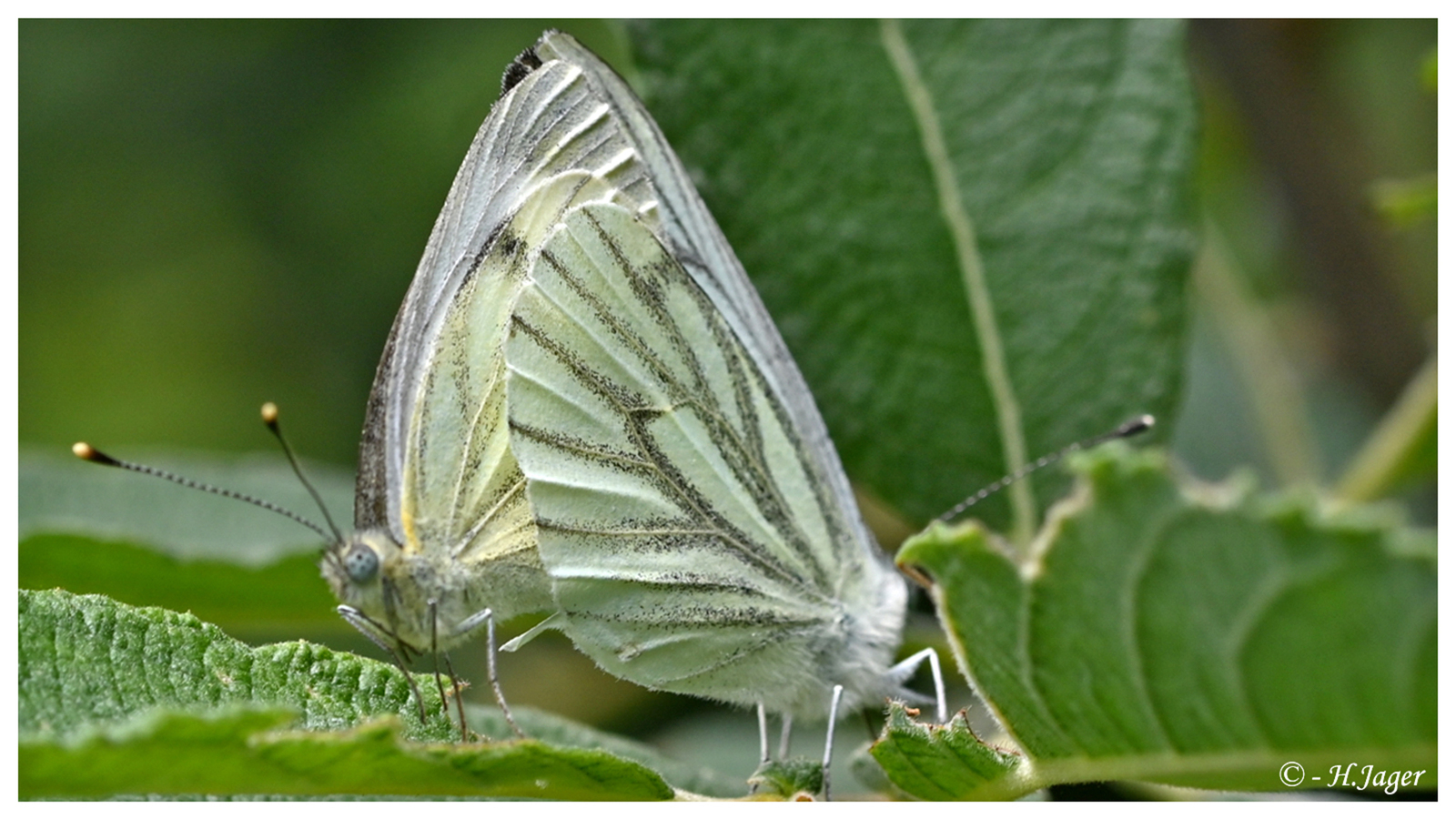 ZFC_4517
