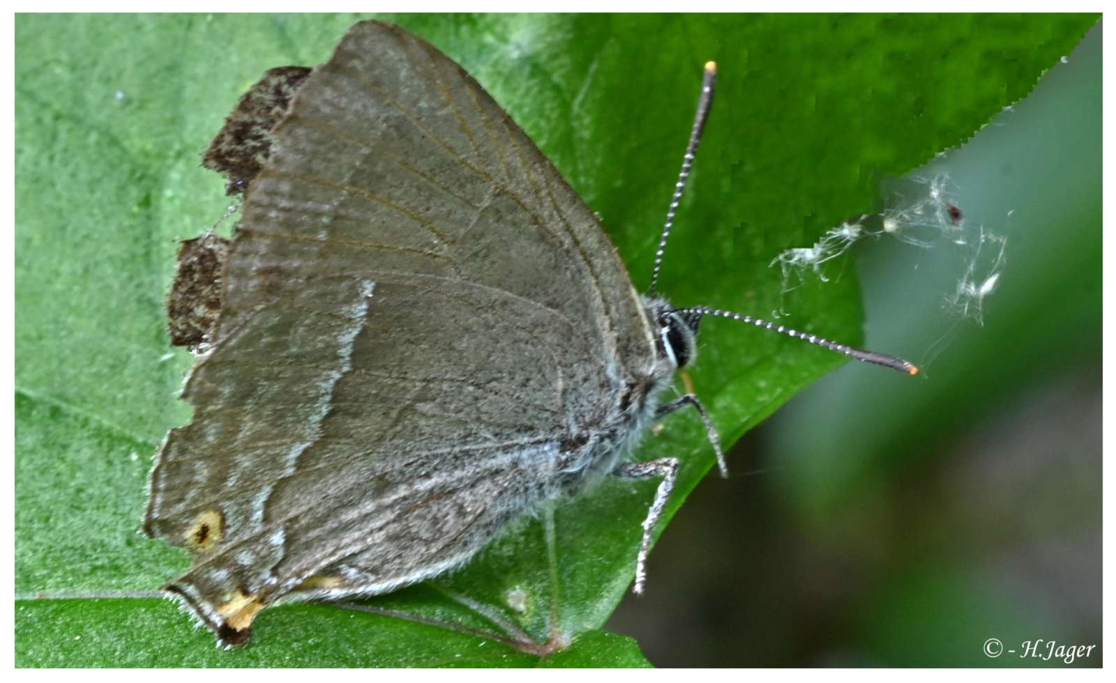 ZFC_4544