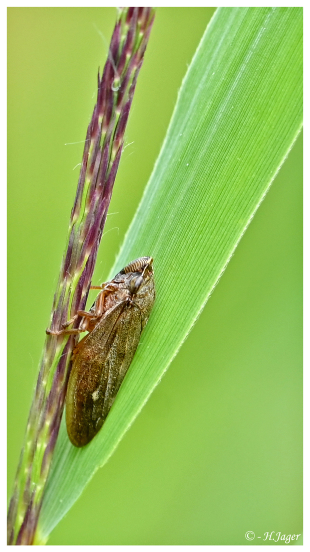 ZFC_5019