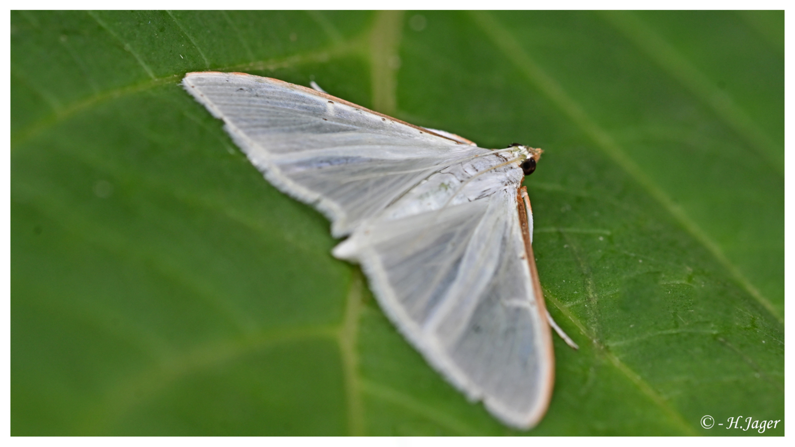 ZFC_5295