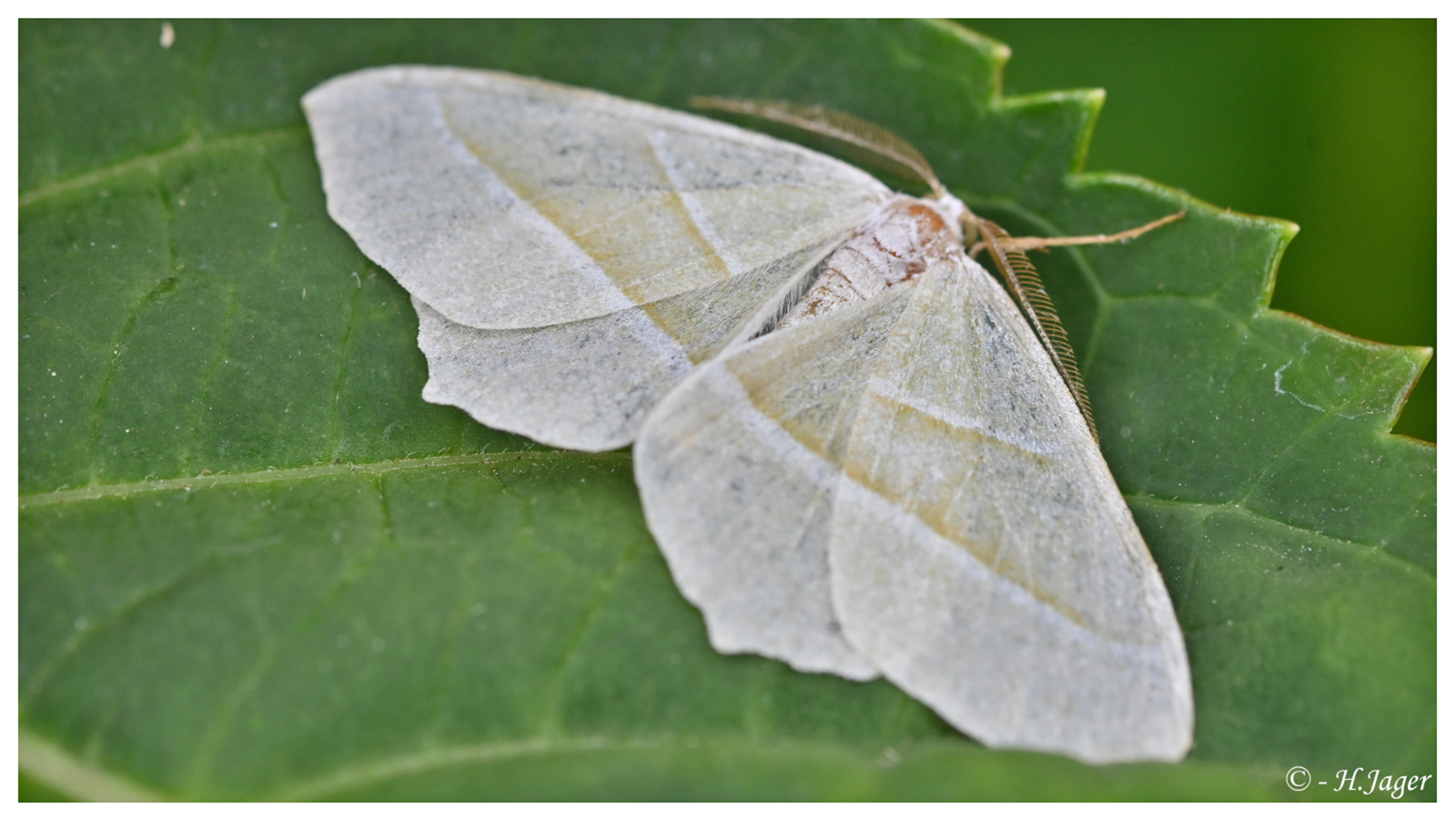 ZFC_5297