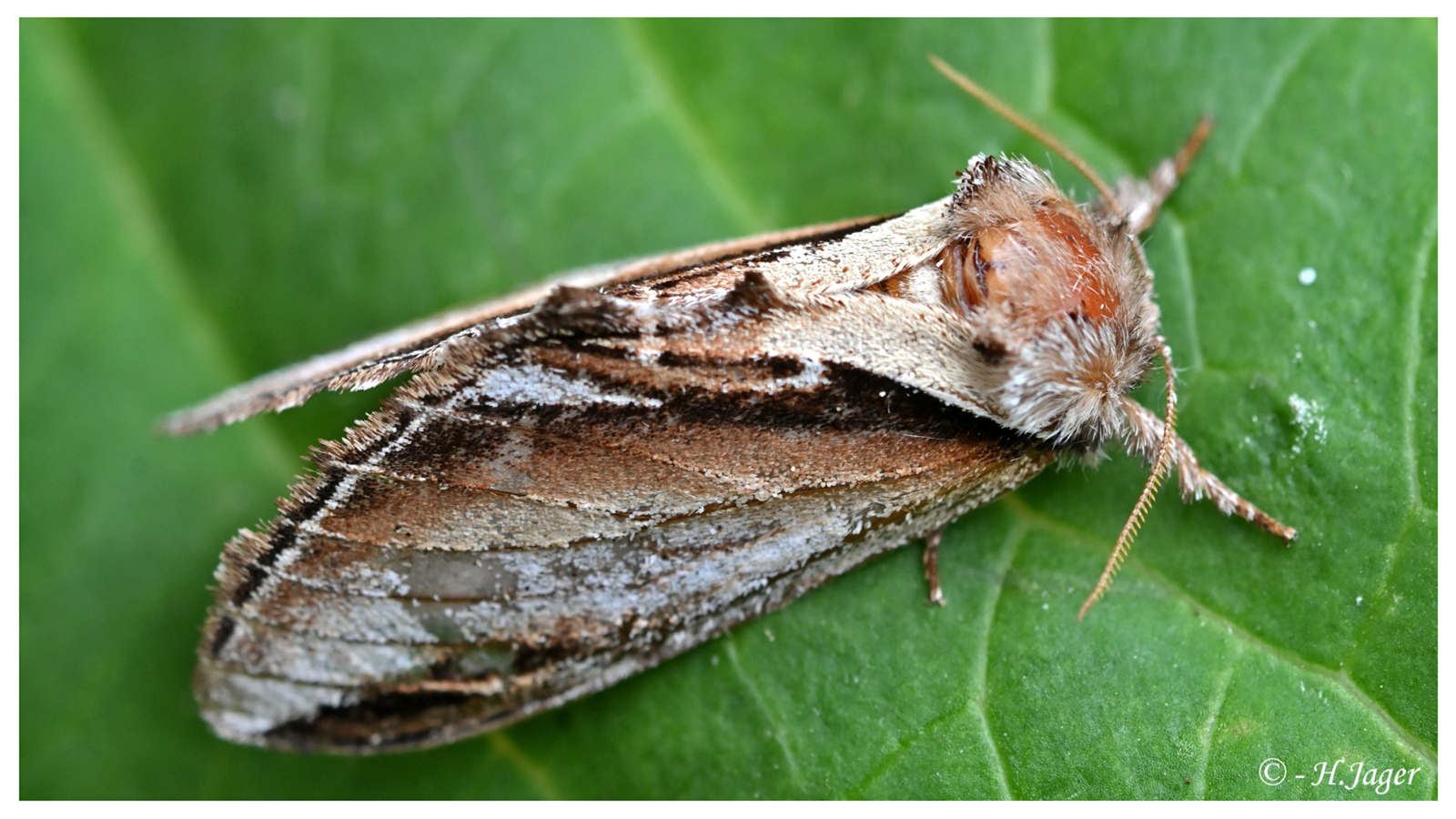 ZFC_5306