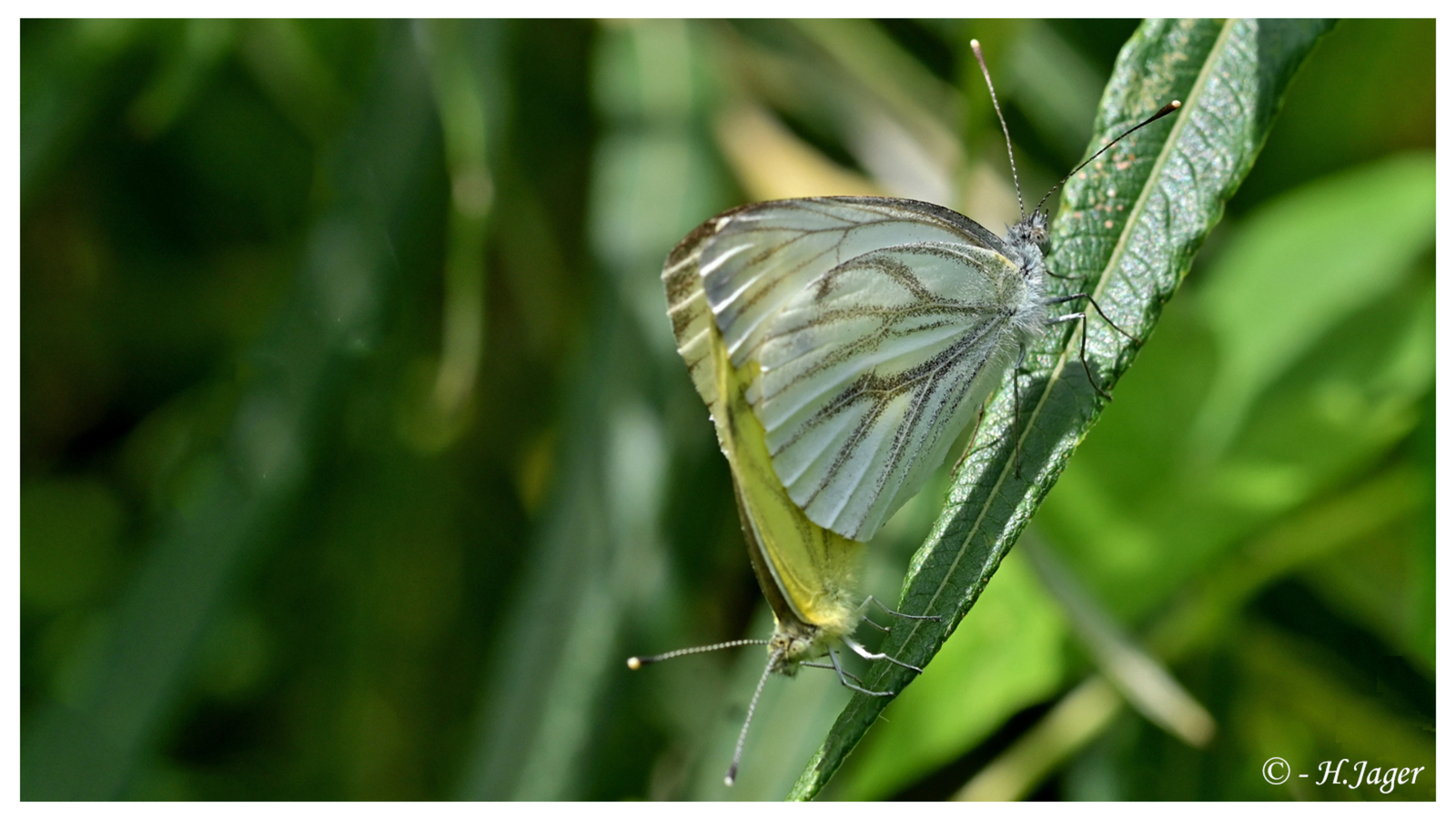 ZFC_5348