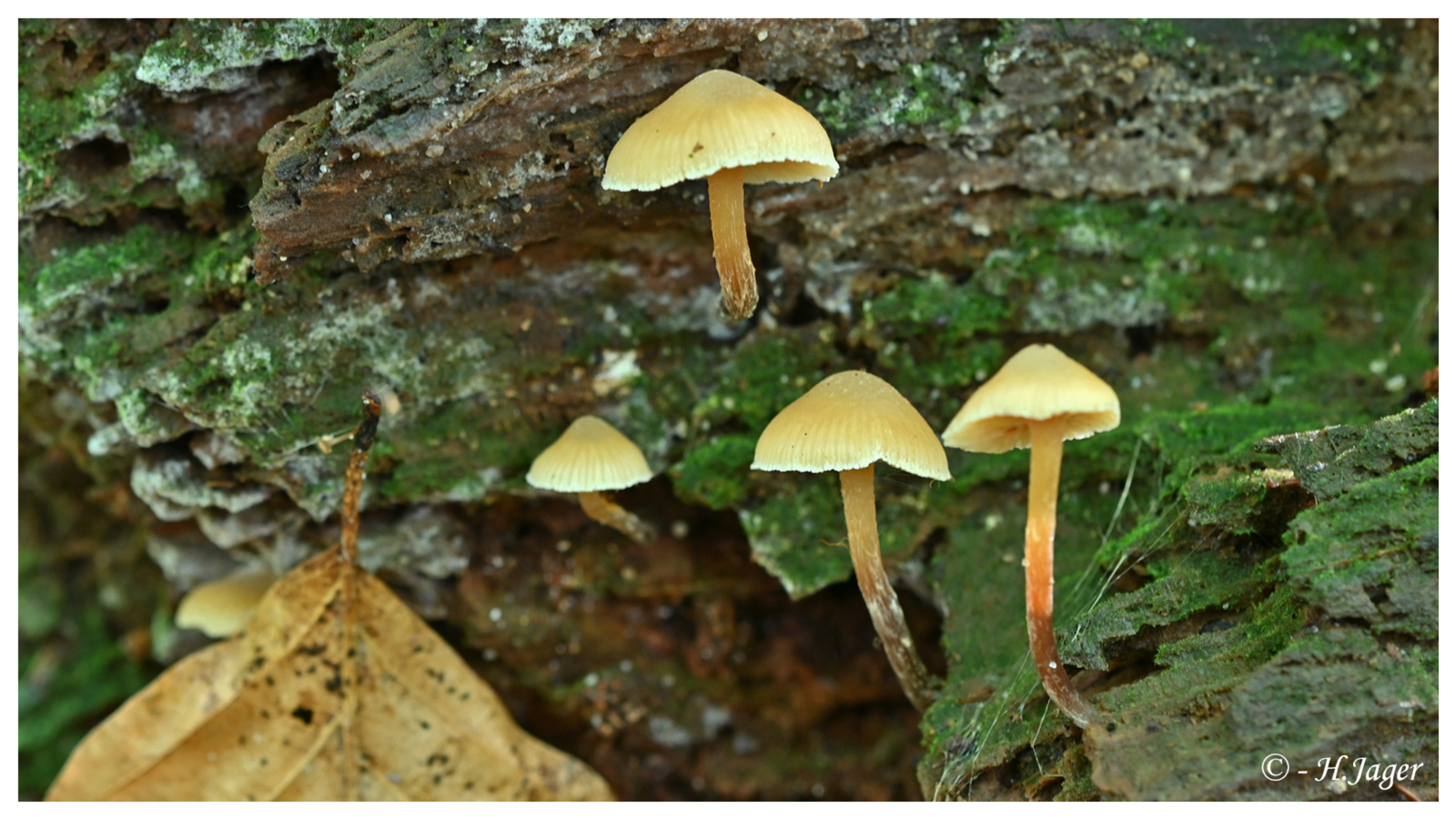 ZFC_6144