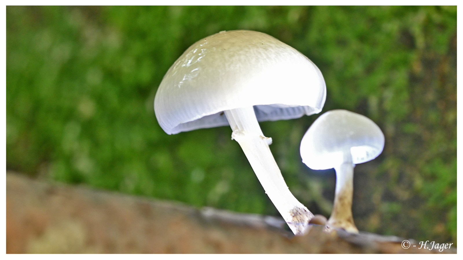 ZFC_6203