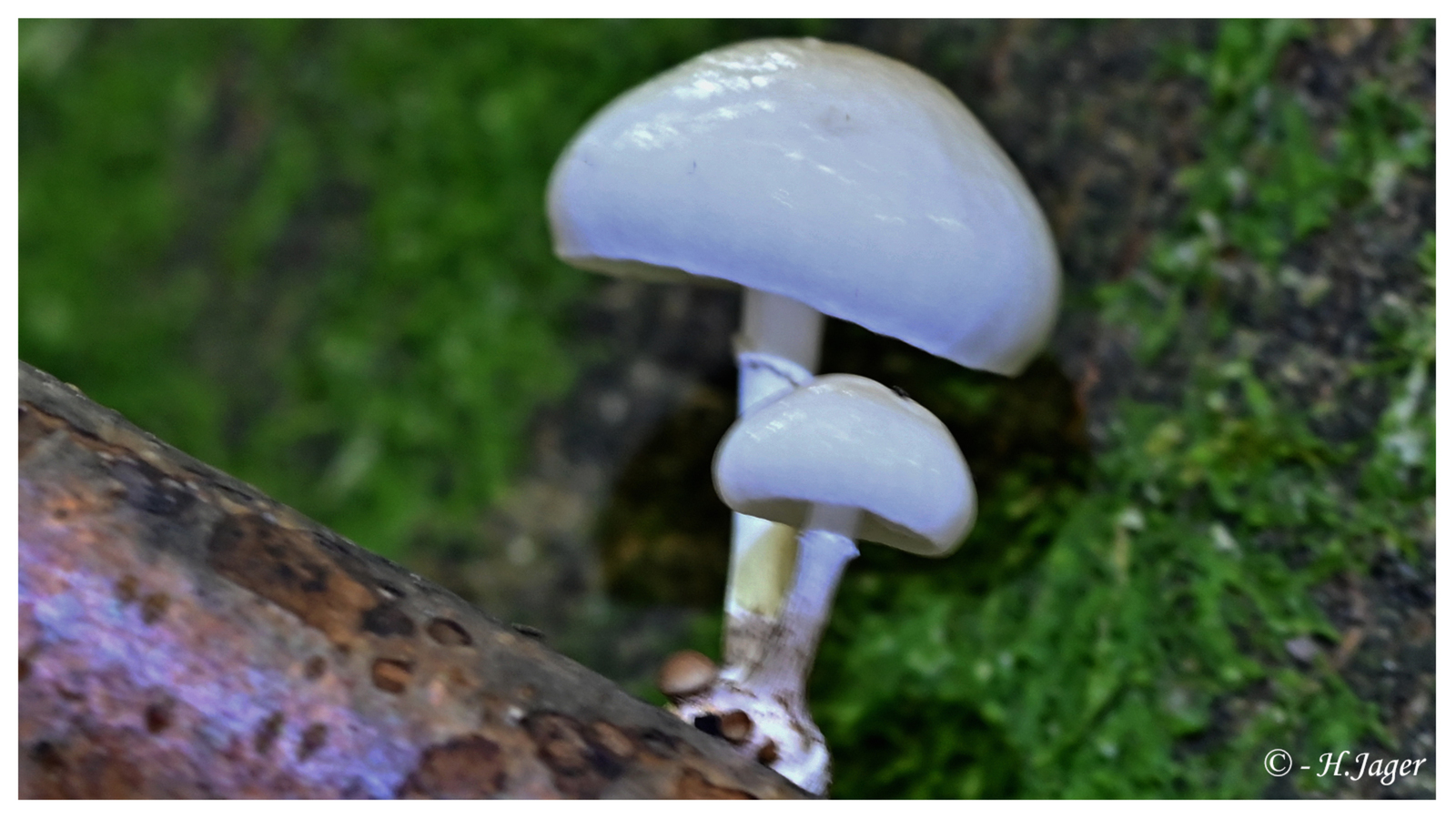 ZFC_6212
