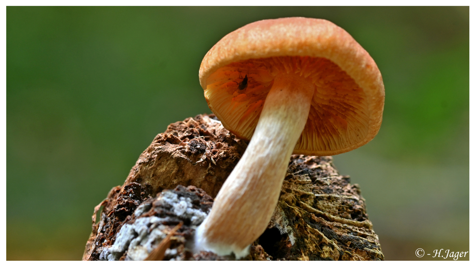 ZFC_6272
