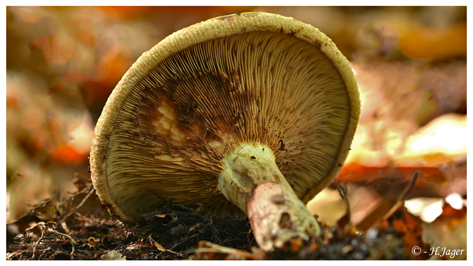 ZFC_6402