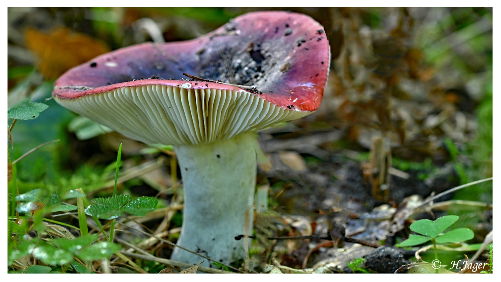 ZFC_6408