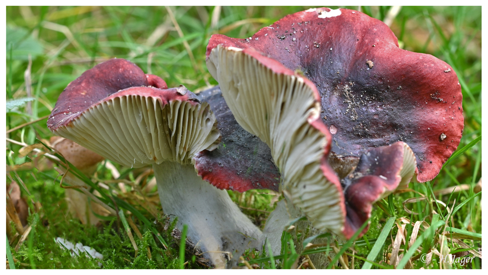 ZFC_6446