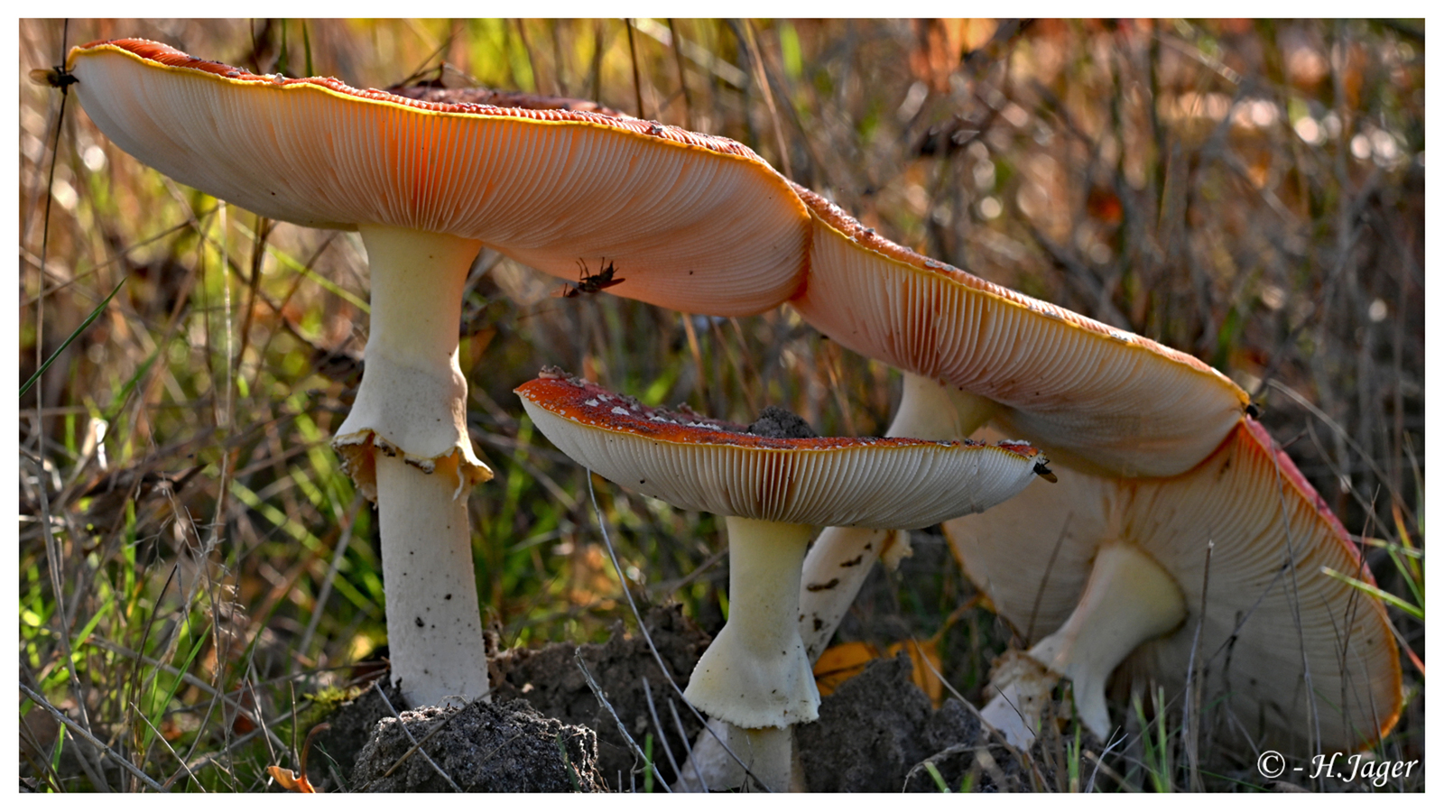ZFC_6459