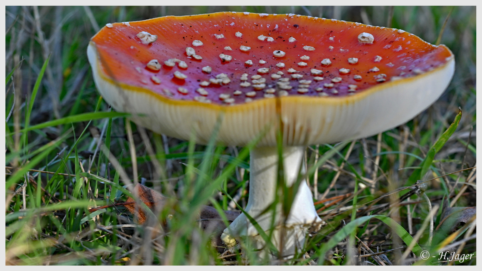 ZFC_6464