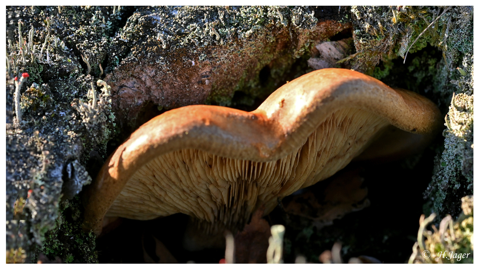 ZFC_6481