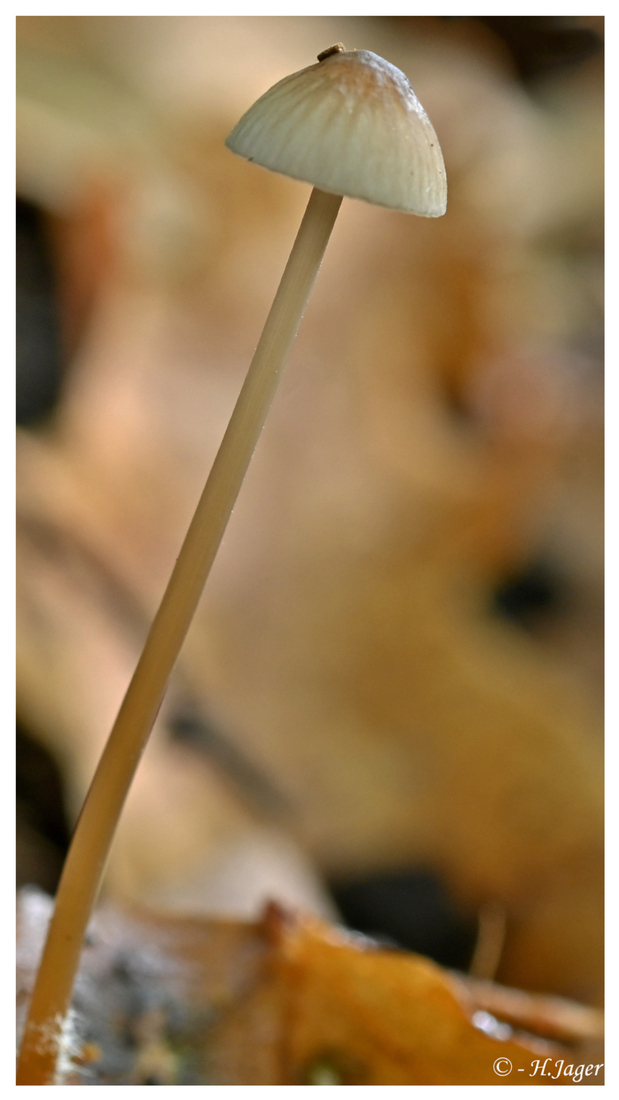 ZFC_6538