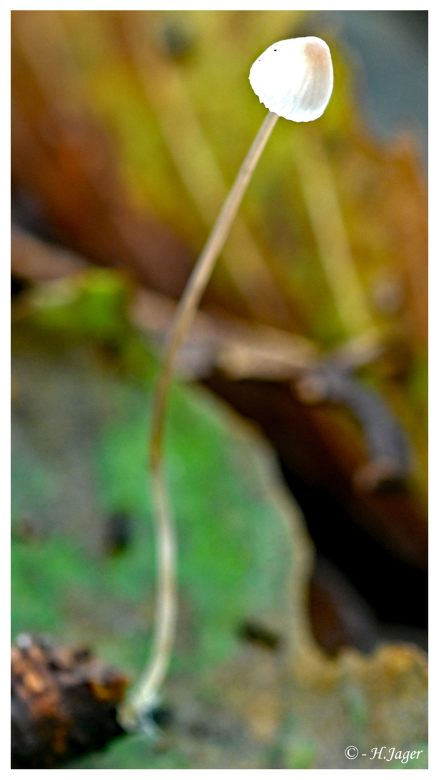 ZFC_6565
