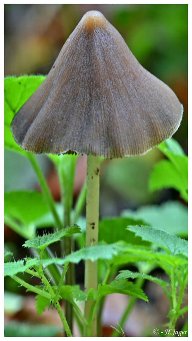 ZFC_6566