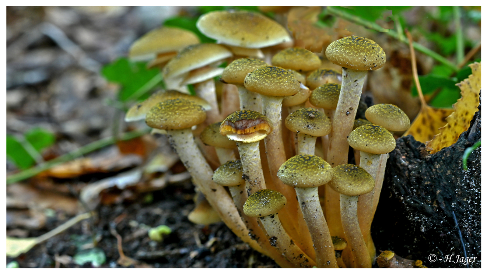 `ZFC_6595