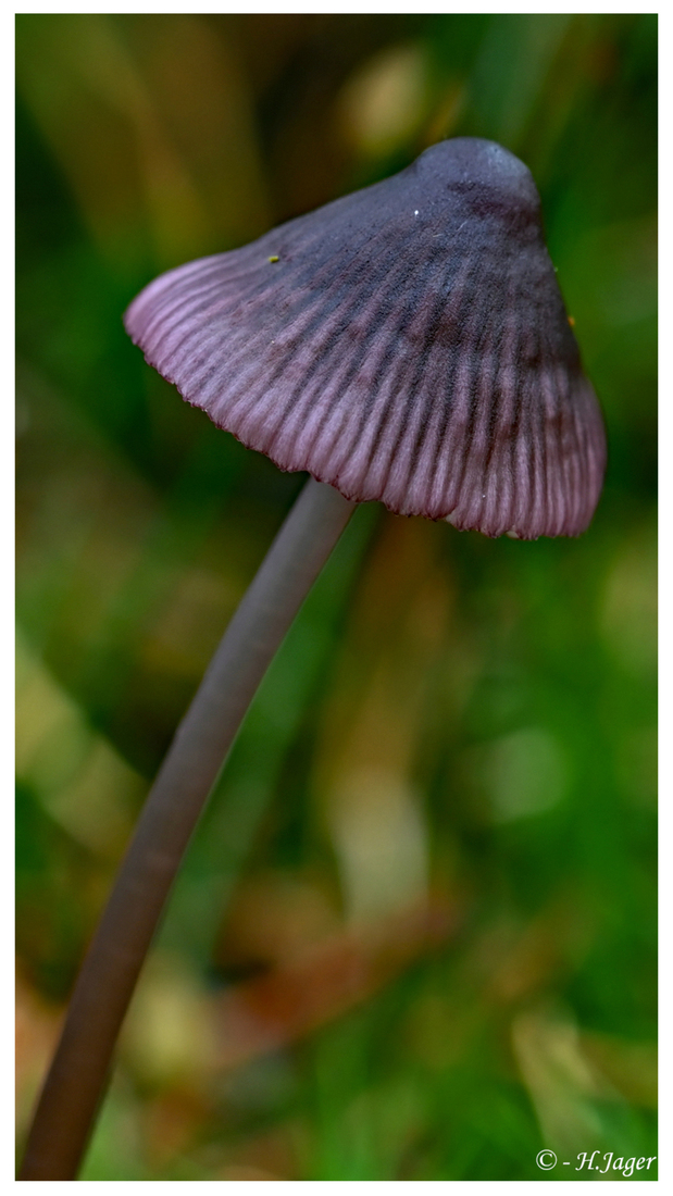 ZFC_6798