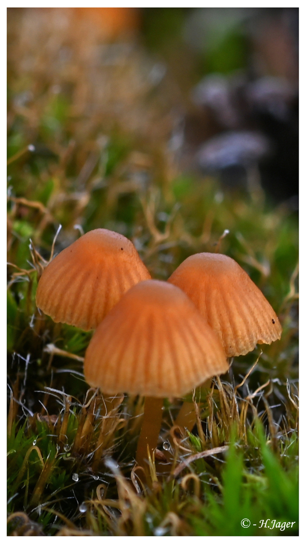 ZFC_7023