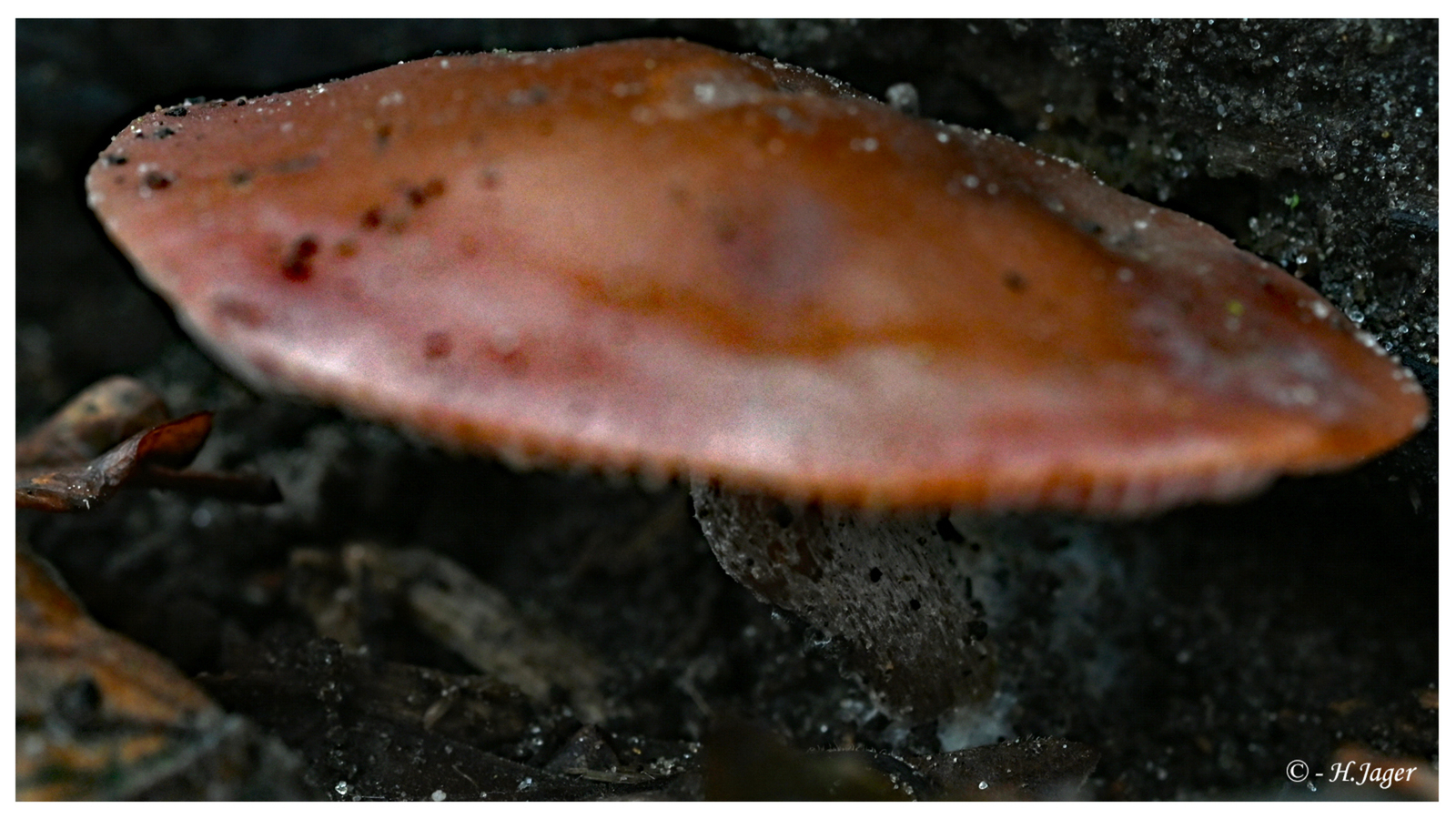 ZFC_7305