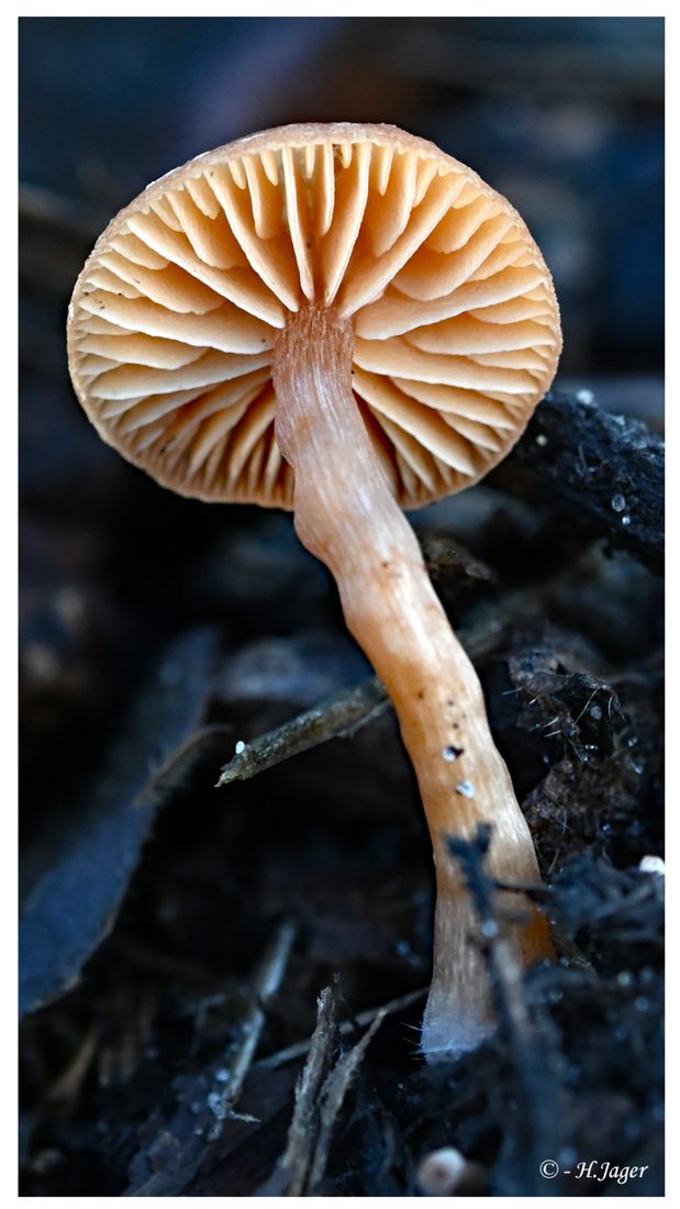 ZFC_7329