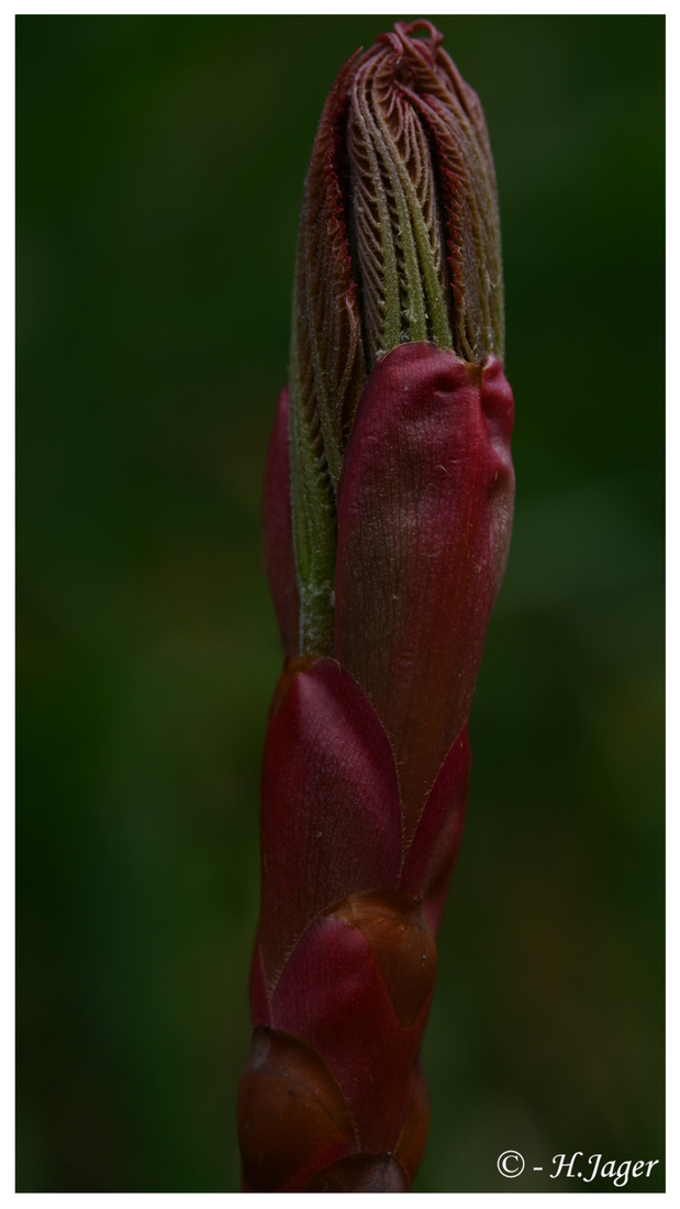 ZFC_8179