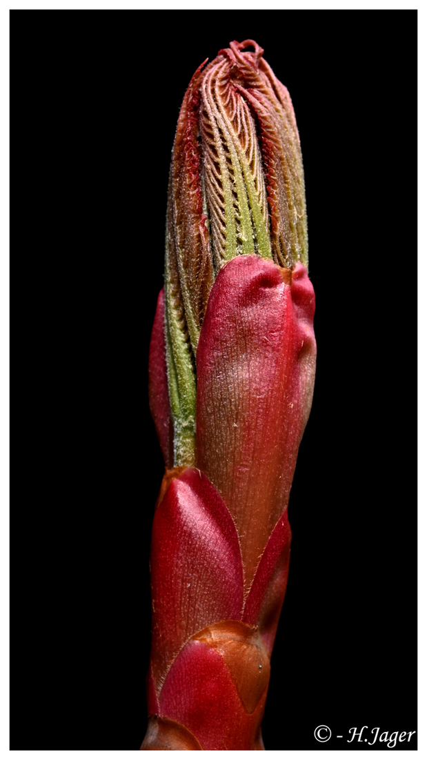 ZFC_8200