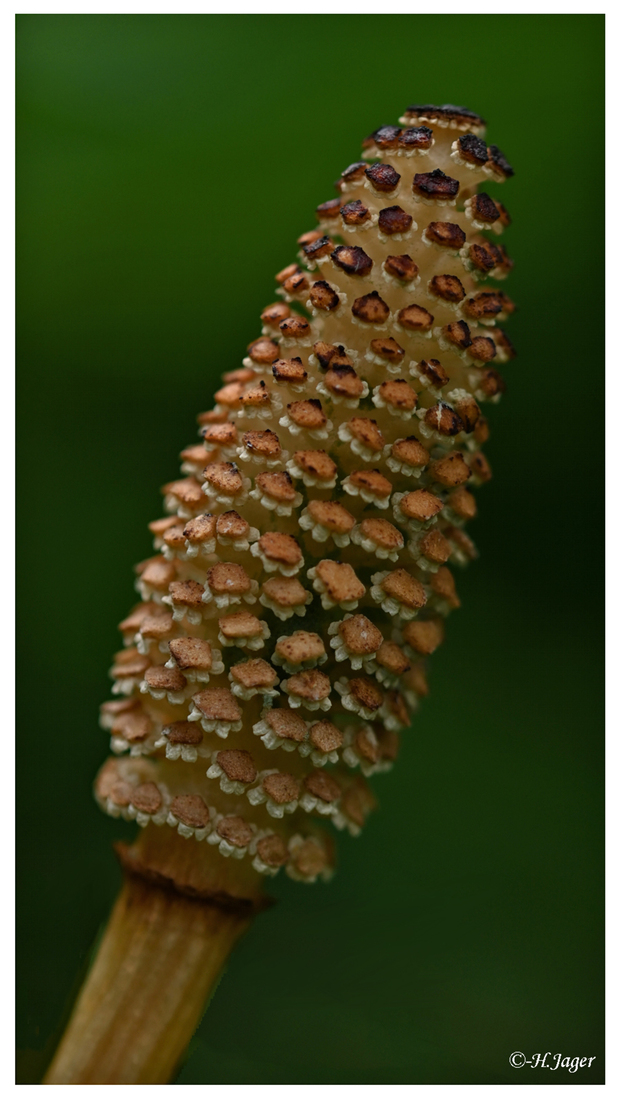 ZFC_8857