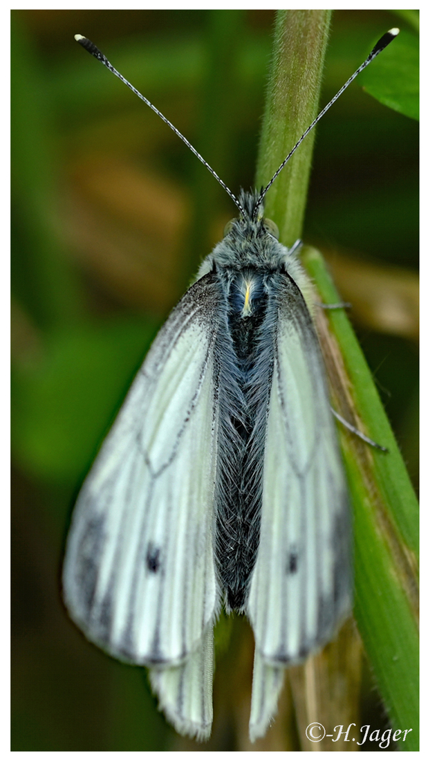 ZFC_8905