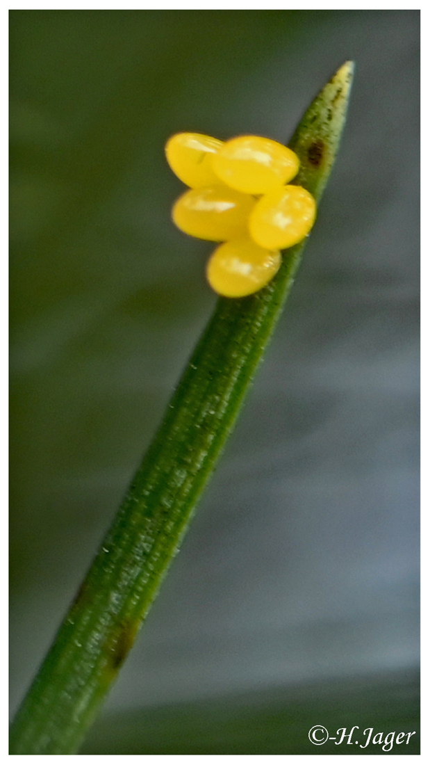 ZFC_9378