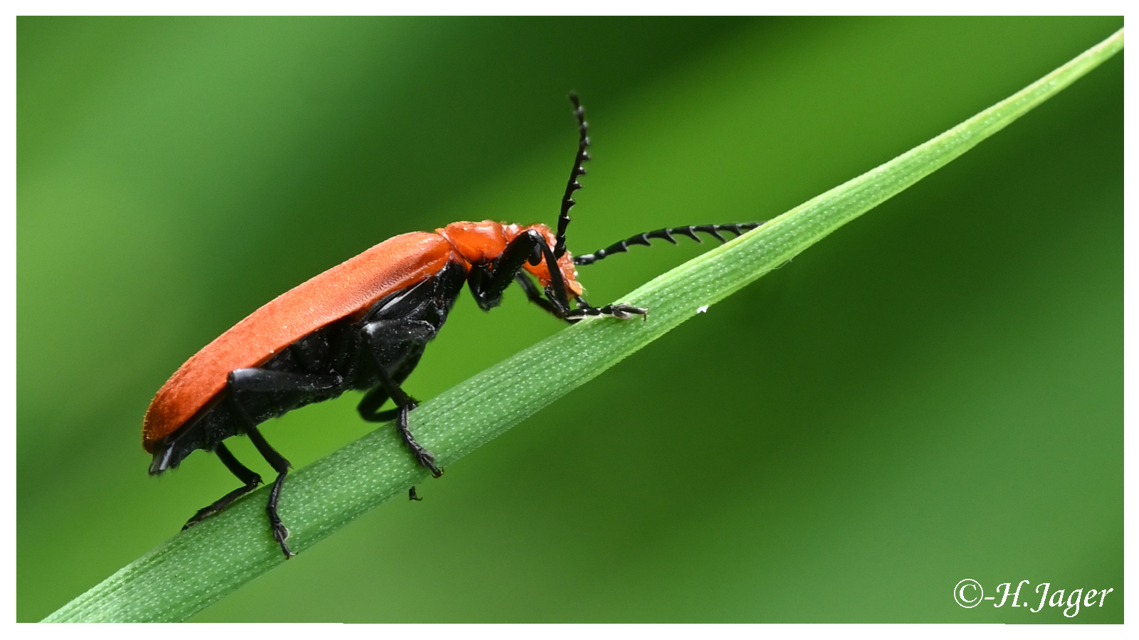 ZFC-9991
