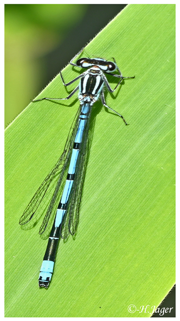 ZFC-0505