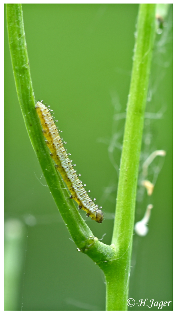 ZFC_0605