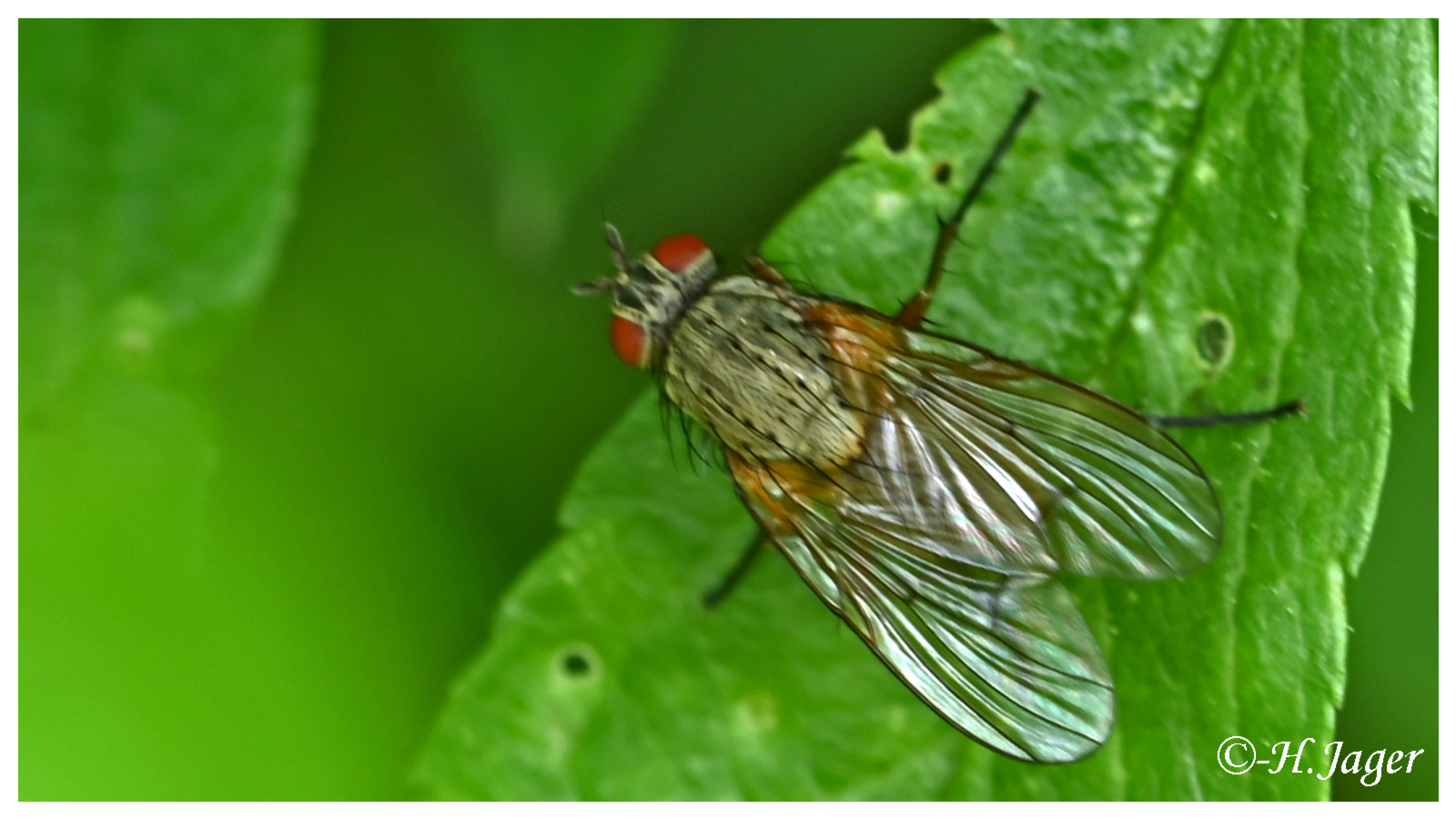 ZFC_0625
