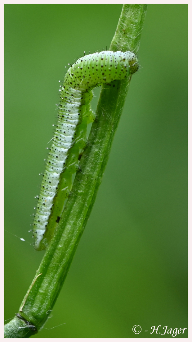 ZFC_0942