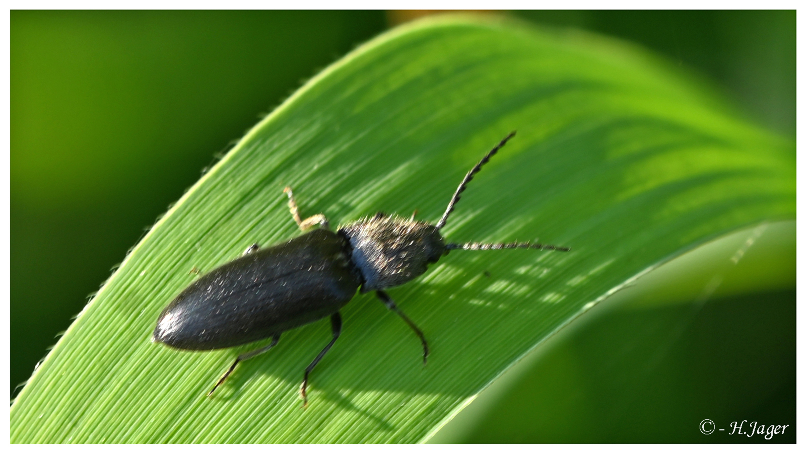 ZFC_1216